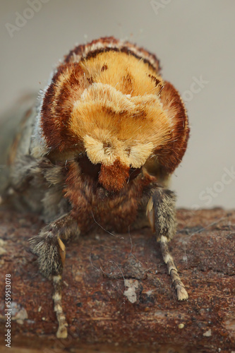 Facial closeup on the European Buff-tip Prominnt moth, Phalera bucephala, sitting on wood photo