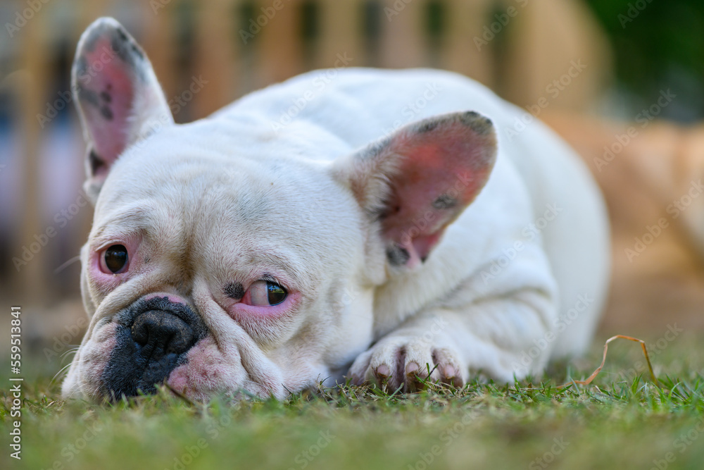 french bulldog lying on the grass, pet and animal french bulldog lying on the grass, pet and animal