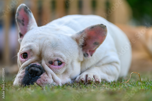 french bulldog lying on the grass, pet and animal