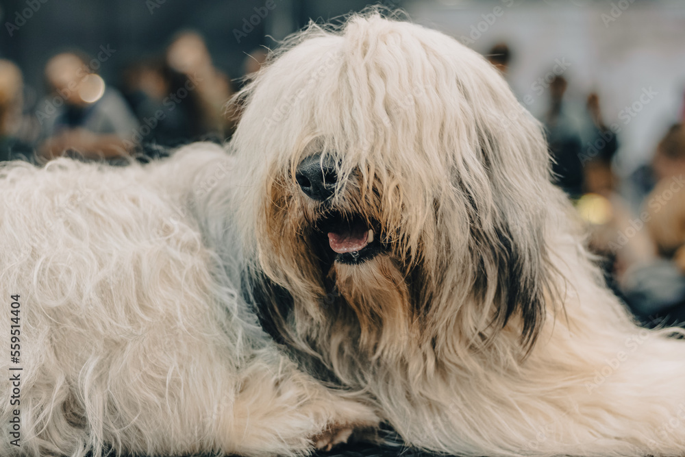 portrait of a dog portrait of a dog