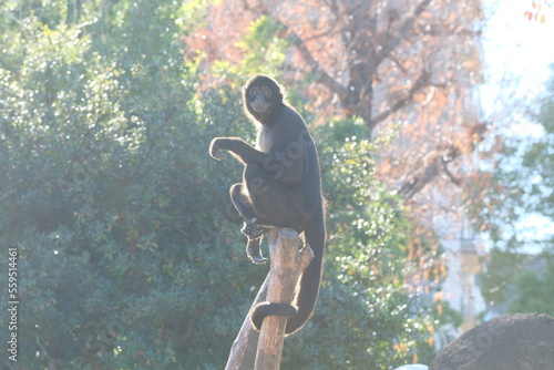 Photography Black-handed spider monkey in the zoo