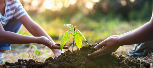 planting tree in garden. concept save world green earth