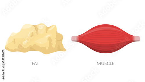 Fat tissue and muscle isolated on white background. Concept of diet, weight loss. Anatomy vector illustration