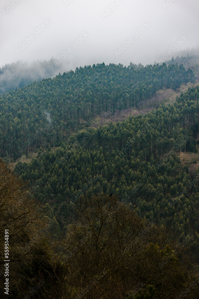 winter forest winter forest