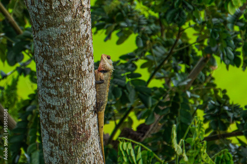 Lizard  on a tree