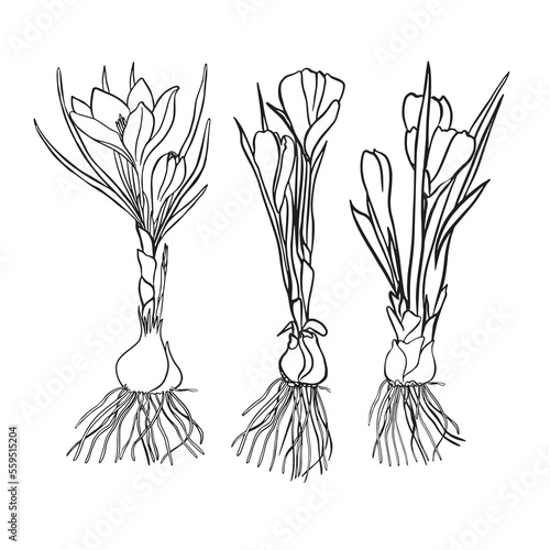 Spring crocus flower of saffron in continuous line art drawing style. Outline flower icon collection for invitations or spring design. Black linear sketch on white background. Vector illustration