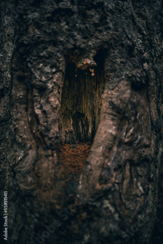 Australia forest details © Tadeo