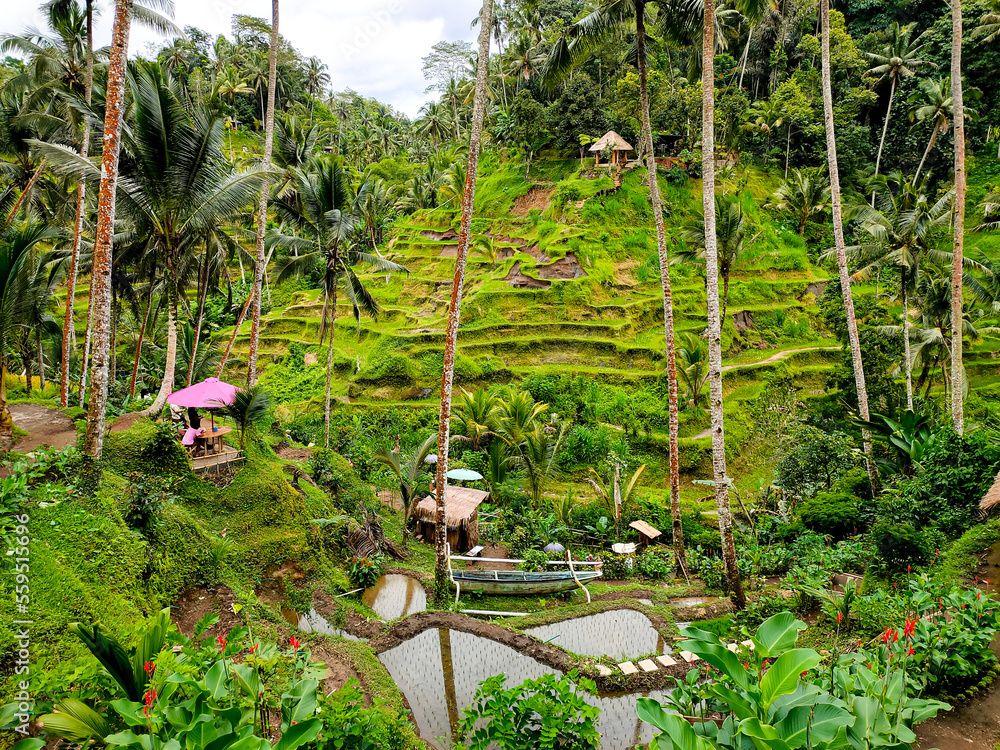 Fototapeta premium The Living Nest within The Rice Terrace