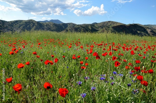 beautiful poppy meadow with mountain backdrop in Armenia