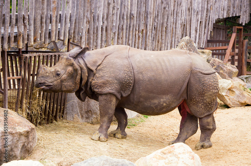 Old big rhinoceros in the zoo