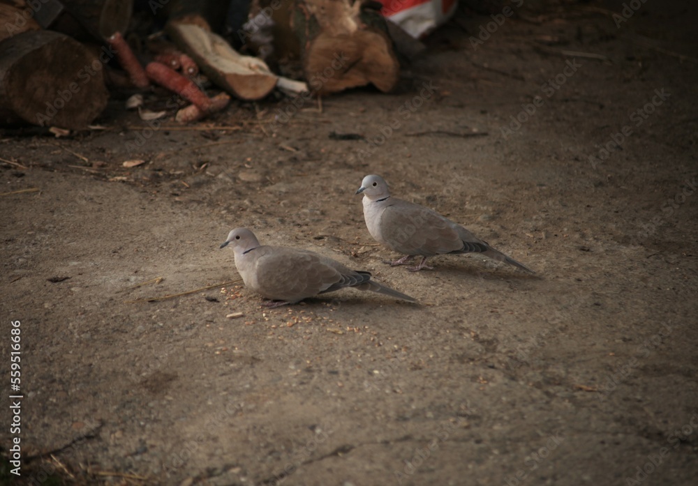 two gray cuckoos are walking on the concrete in the yard two gray cuckoos are walking on the concrete in the yard