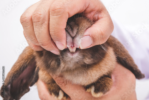 A veterinarian opens a brown rabbit's mouth with his hand to check his teeth. Pet concept. animal disease treatment