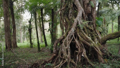 Huge Banyan tree in Taipei. Taiwanese art historian. Tongliang Great Banyan.  photo