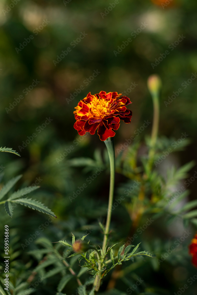 Organic Garden Marigold Orange, gorgeous moment Marigold Organic Garden Marigold Orange, gorgeous moment Marigold