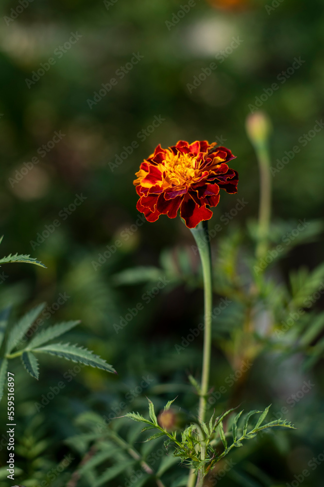 Organic Garden Marigold Orange, gorgeous moment Marigold Organic Garden Marigold Orange, gorgeous moment Marigold