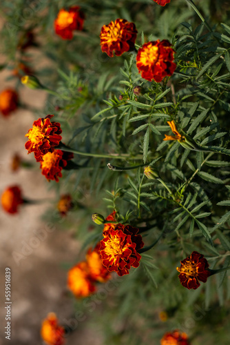 Organic Garden Marigold Orange, gorgeous moment Marigold
