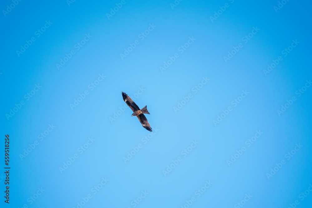 The bird of prey Black Kite flying in blue Sky