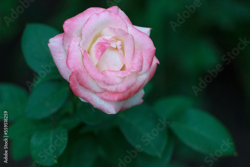 Soft pink and white rose is blooming in the summer garden