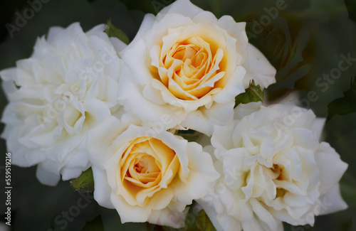 Rose Honeymilk selection of tantau. Miniature milky bush rose with honey color in the center of the flower photo