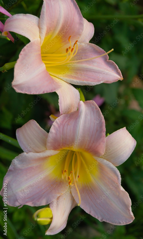 Fototapeta premium Selective focus on which colors of pink large-flowered daylily katherine woodberry. High quality photo