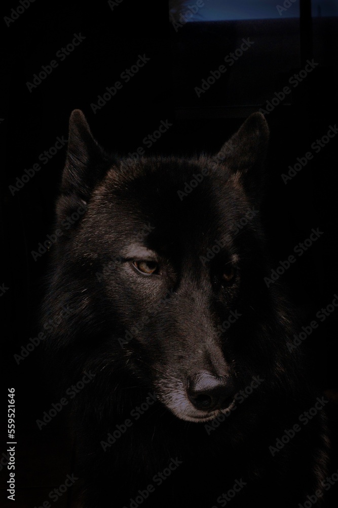 portrait of a black wolf dog black background portrait of a black wolf dog black background