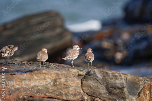 Javan Plover bird on sea coast at morning time. birds in group at beach. beautiful wall mounting of coastal birds in group.