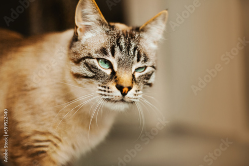 Fototapeta Naklejka Na Ścianę i Meble -  A close-up portrait of a beautiful tabby Thai cat who squints his eyes. Favorite pet.