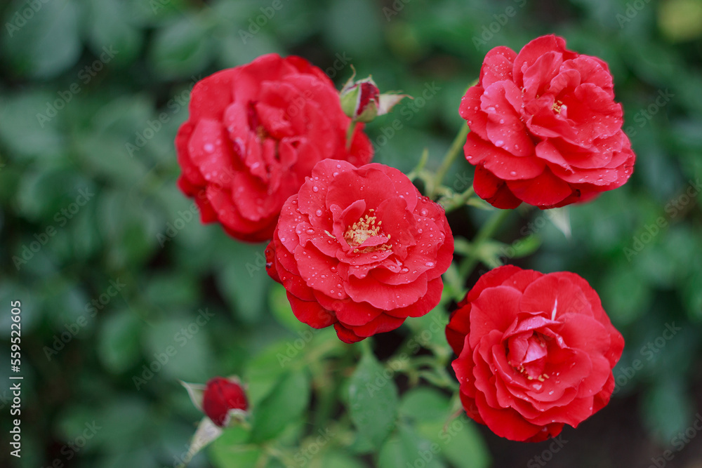 Obraz premium Beautiful red rose bush in the garden after rain