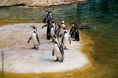 Penguins stand on the shore near the water in the zoo