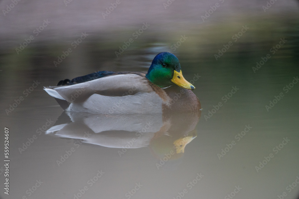 Obraz premium Stadtpark