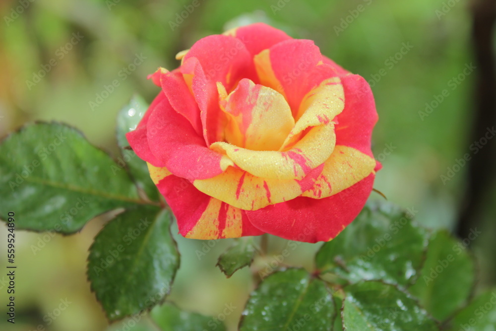 red rose in the garden red rose in the garden