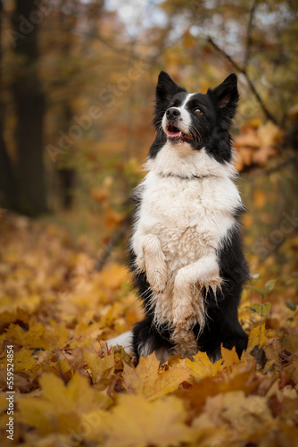 Smart Border Collie Does Meerkat Trick in Autumn Leaves. Intelligent Black and White Pet Does Dog Trick in Forest Nature during Fall Season.