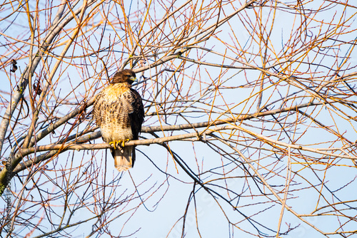 Red Tail Hawk