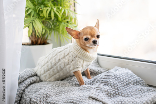 A cute little red chihuahua dog is lying on the windowsill in a warm knitted white sweater. A dog on a cozy blanket looks out the window and waits for spring and the owner to come home