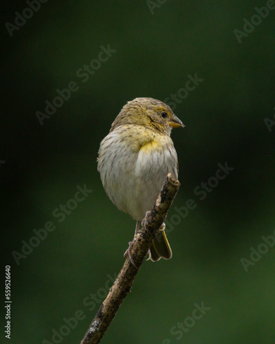 A female of Saffron Finch also known as Canario or Chirigue Azafranado is a yellow bird typical of Brazil. Species Sicalis flaveola. Birdwatcher.  Bird lover. Birding. Yellow bird. © Fernando Calmon
