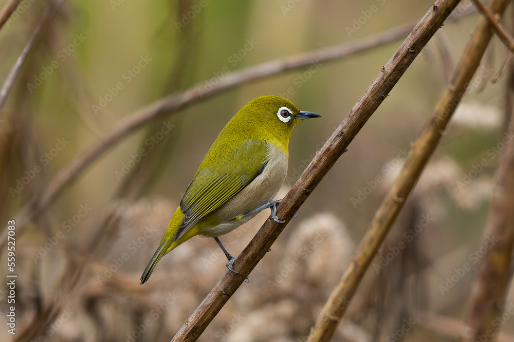Fototapeta premium 長く細い茎にとまるメジロ
