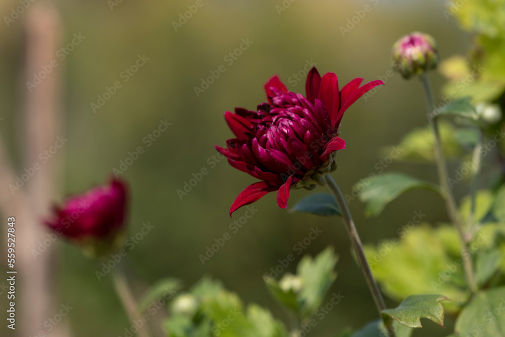 Red Chandramallika Flower And bud photo
