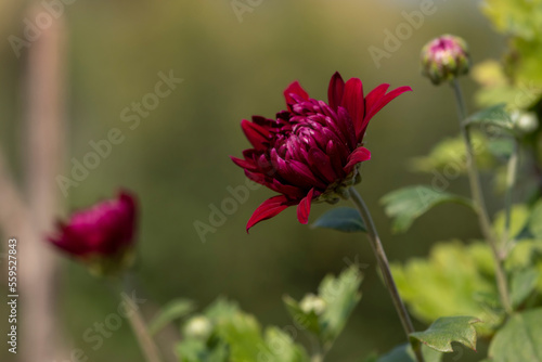 Red Chandramallika Flower And bud photo