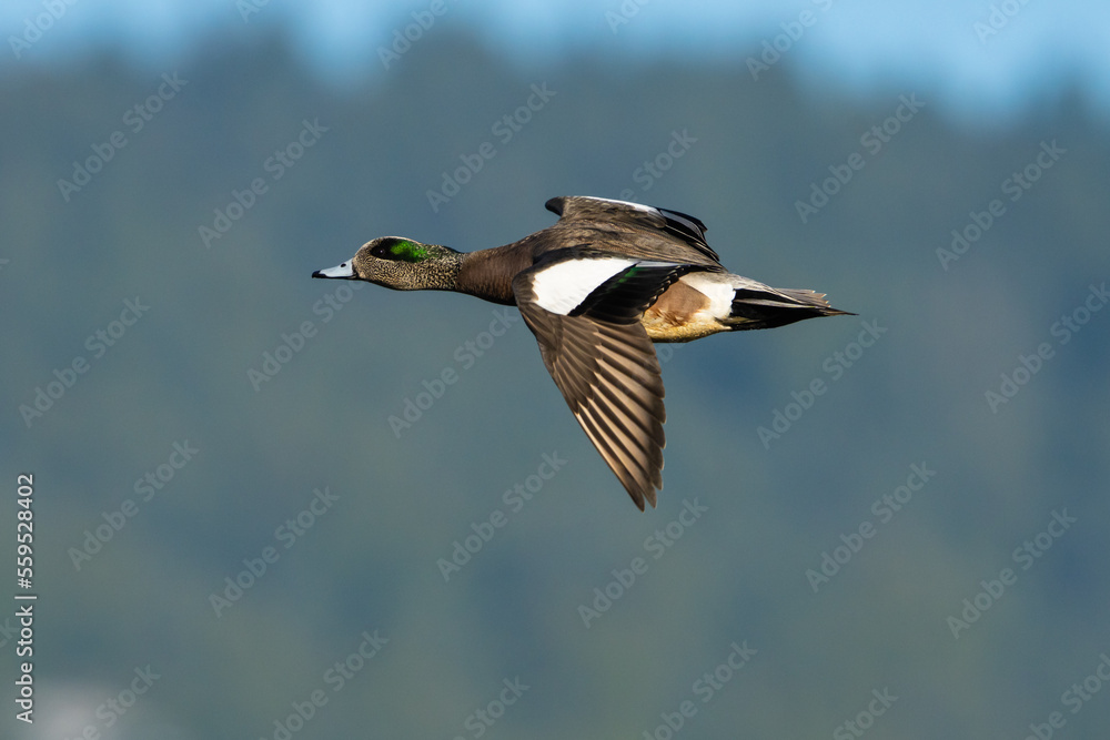 Obraz premium Pato Americano,