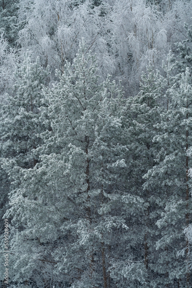 winter forest after a snowfall, sunny day, trees in the snow winter forest after a snowfall, sunny day, trees in the snow