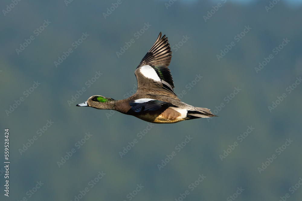 Obraz premium Pato Americano,