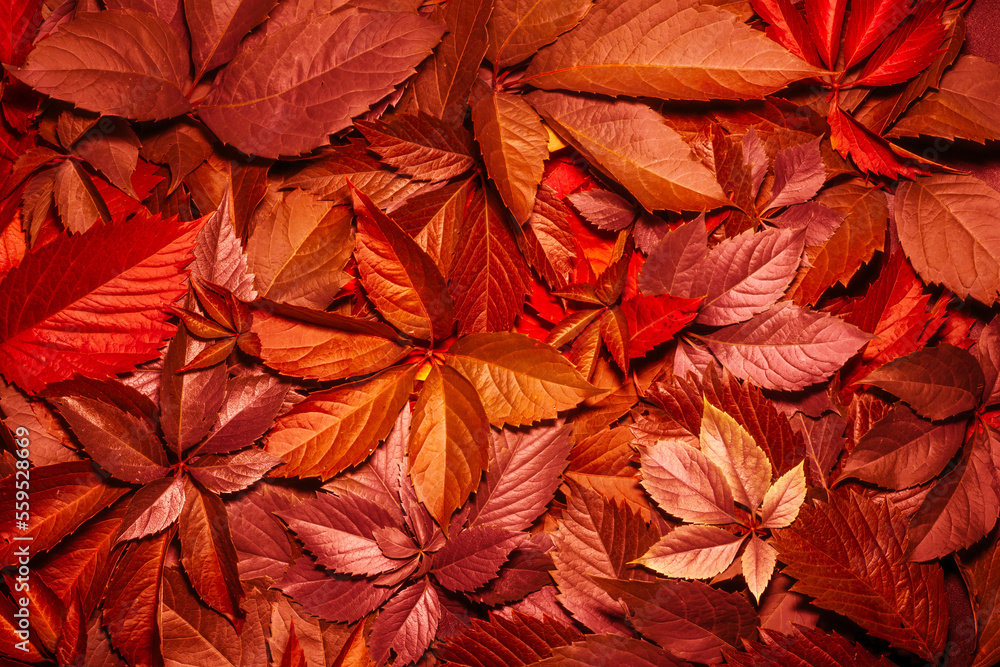 background of autumn red leaves