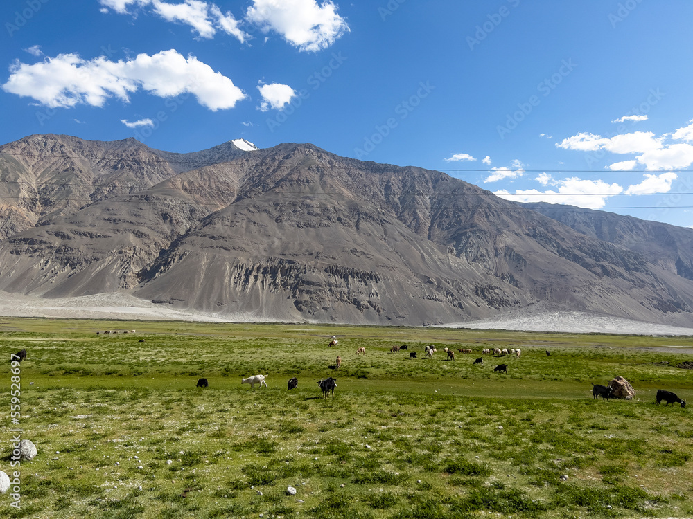 Naklejka premium The goats in the meadow on the Pamir mountains.