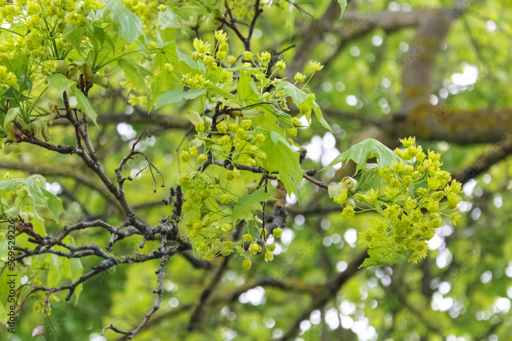 Blooming linden trees in spring. Linden in bloom. Beneficial features Blooming linden trees in spring. Linden in bloom. Beneficial features