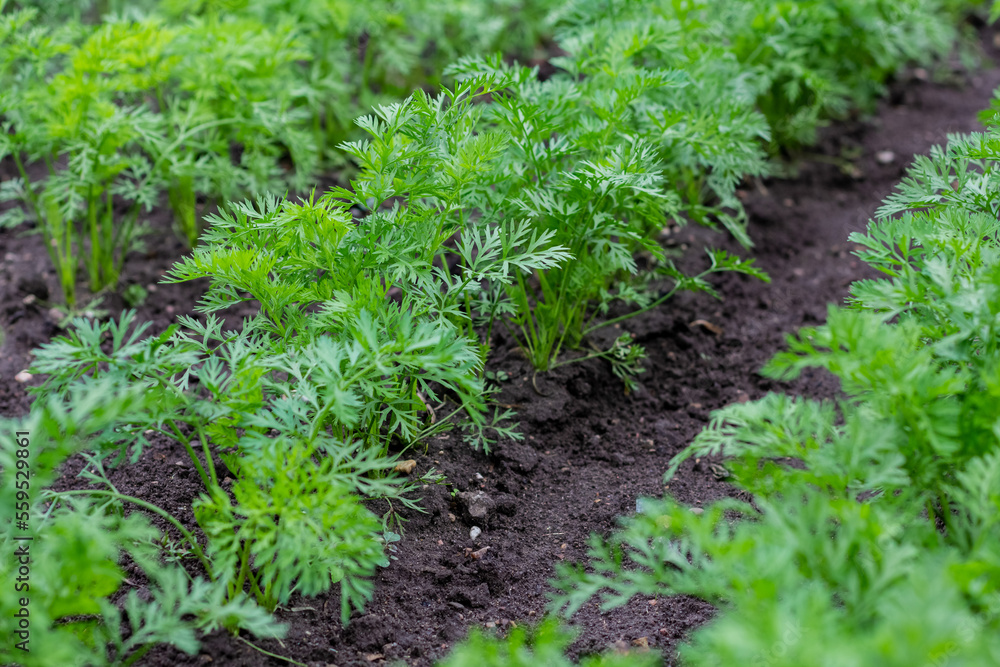 An agricultural field where a large number of carrots grow. Green carrot sprouts on the field for food. Organic food. Macro An agricultural field where a large number of carrots grow. Green carrot sprouts on the field for food. Organic food. Macro