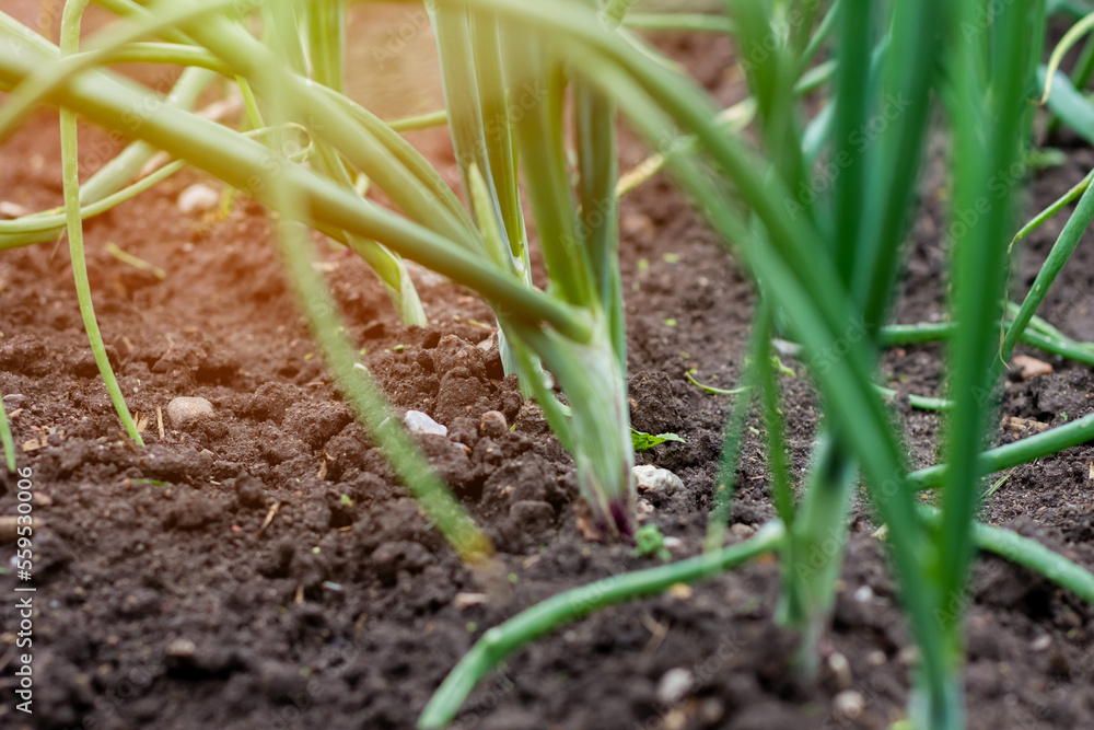 Beds with young onions, rows of green onions, green onions in the ground. Organic food. Macro Beds with young onions, rows of green onions, green onions in the ground. Organic food. Macro