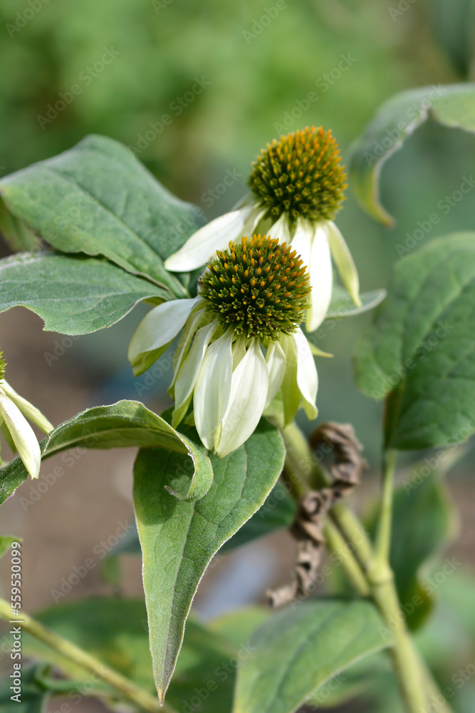 Coneflower Green Edge flowers Coneflower Green Edge flowers