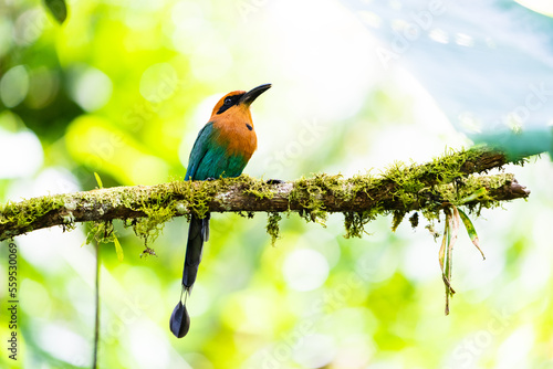 Photography Momoto Pico ancho