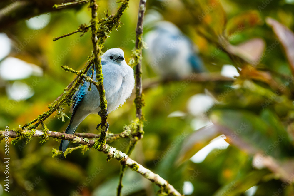 Obraz premium Blue Bird