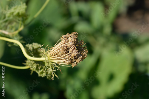 Toothpick bullwort Blutenball seeds photo